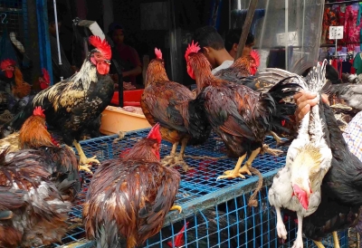 COVID-19: 250 gm onion free for a kilo of chicken in Kolkata | COVID-19: 250 gm onion free for a kilo of chicken in Kolkata COVID-19: 250 gm onion free for a kilo of chicken in Kolkata | COVID-19: 250 gm onion free for a kilo of chicken in Kolkata