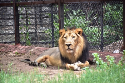 Upasana adopts pair of Asiatic lions at Hyderabad Zoo | Upasana adopts pair of Asiatic lions at Hyderabad Zoo