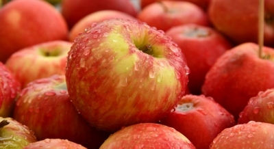 Himachal likely to produce 30 million boxes of apple | Himachal likely to produce 30 million boxes of apple
