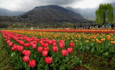 Dry weather with partly cloudy sky likely in J&K | Dry weather with partly cloudy sky likely in J&K Dry weather with partly cloudy sky likely in J&K | Dry weather with partly cloudy sky likely in J&K