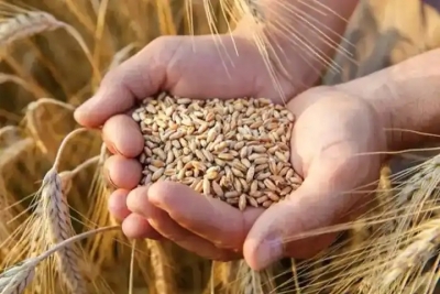 184.58 lakh metric tonnes wheat, 810.05 LMT paddy procured: Govt | 184.58 lakh metric tonnes wheat, 810.05 LMT paddy procured: Govt