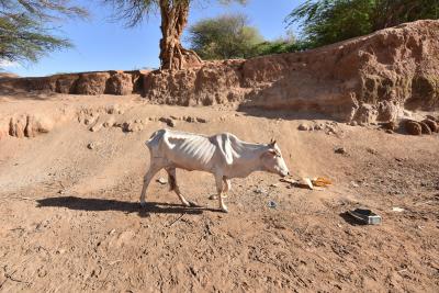 Drought kills 62,585 animals in Tanzania | Drought kills 62,585 animals in Tanzania