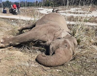 Odisha's jumbo tragedy: State sees sharp spike in unnatural elephant deaths | Odisha's jumbo tragedy: State sees sharp spike in unnatural elephant deaths Odisha's jumbo tragedy: State sees sharp spike in unnatural elephant deaths | Odisha's jumbo tragedy: State sees sharp spike in unnatural elephant deaths
