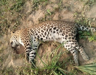 Leopard found dead in Kataraniaghat sanctuary | Leopard found dead in Kataraniaghat sanctuary