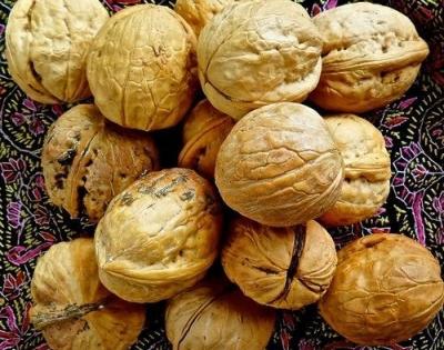 Walnut harvesting season at its peak in Kashmir Valley | Walnut harvesting season at its peak in Kashmir Valley
