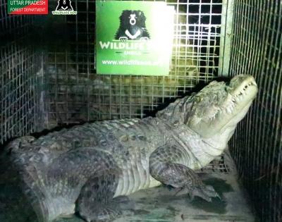 Crocodile's late night causes panic in Hathras village | Crocodile's late night causes panic in Hathras village Crocodile's late night causes panic in Hathras village | Crocodile's late night causes panic in Hathras village