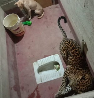 Dog unharmed after getting locked up with leopard in loo | Dog unharmed after getting locked up with leopard in loo