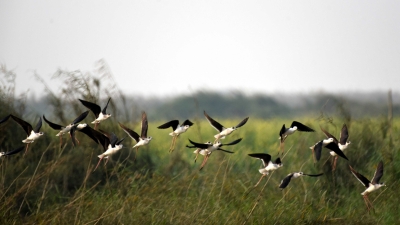 Birders eagerly await Big Bird Day on Sunday | Birders eagerly await Big Bird Day on Sunday Birders eagerly await Big Bird Day on Sunday | Birders eagerly await Big Bird Day on Sunday