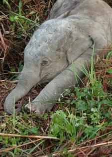 Carcass of wild elephant found in Assam district | Carcass of wild elephant found in Assam district