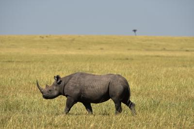 Zimbabwe reintroduces black rhinos to 2nd largest national park | Zimbabwe reintroduces black rhinos to 2nd largest national park
