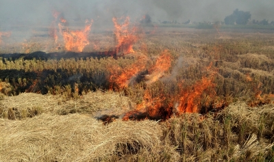 Stubble burning may be less this time: Bhure Lal | Stubble burning may be less this time: Bhure Lal