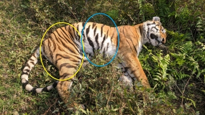 Female Royal Bengal tiger found dead in Assam's Kaziranga | Female Royal Bengal tiger found dead in Assam's Kaziranga