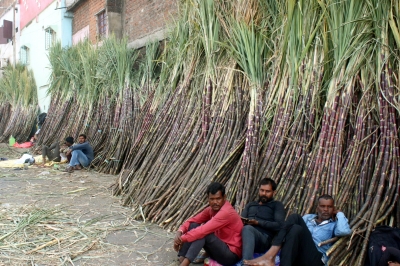 TN farmers demand govt to distribute sugarcane through ration shops | TN farmers demand govt to distribute sugarcane through ration shops