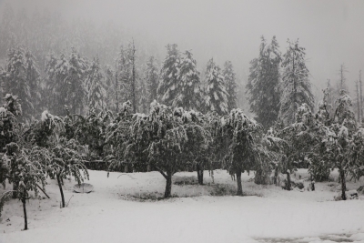 Recent snowfall declared natural calamity to compensate Kashmir farmers | Recent snowfall declared natural calamity to compensate Kashmir farmers