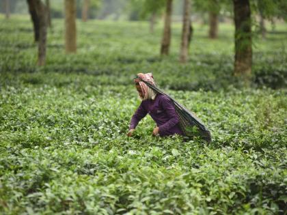Wages of tea garden workers in Assam hiked by Rs 18/day | Wages of tea garden workers in Assam hiked by Rs 18/day Wages of tea garden workers in Assam hiked by Rs 18/day | Wages of tea garden workers in Assam hiked by Rs 18/day
