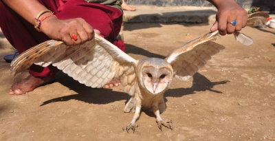 American barn owl rescued from Bihar's Supaul | American barn owl rescued from Bihar's Supaul