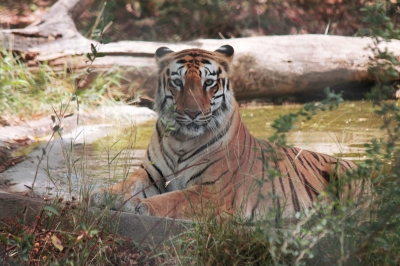 Amur tigers make 'remarkable' comeback in China | Amur tigers make 'remarkable' comeback in China