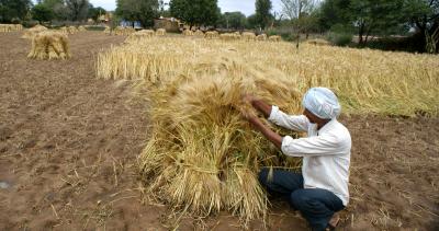 Rains, hailstorm destroy standing crops in Rajasthan, farmers distressed | Rains, hailstorm destroy standing crops in Rajasthan, farmers distressed