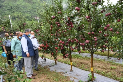 Size matters: Himachal apple growers see big gains in plentiful rain | Size matters: Himachal apple growers see big gains in plentiful rain