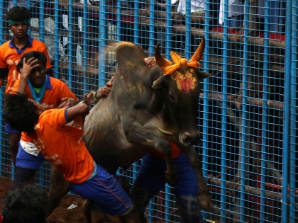 PETA India unhappy with SC verdict on Jallikattu | PETA India unhappy with SC verdict on Jallikattu