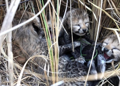 Namibian cheetah 'Siyaya' delivers four cubs at Kuno | Namibian cheetah 'Siyaya' delivers four cubs at Kuno Namibian cheetah 'Siyaya' delivers four cubs at Kuno | Namibian cheetah 'Siyaya' delivers four cubs at Kuno
