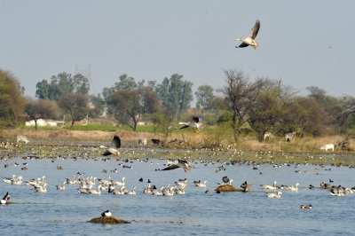 G-20 delegates' day out in Sultanpur bird sanctuary | G-20 delegates' day out in Sultanpur bird sanctuary