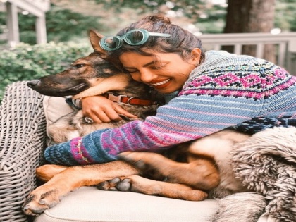 Priyanka Chopra's pet Gino loves her cuddles | Priyanka Chopra's pet Gino loves her cuddles