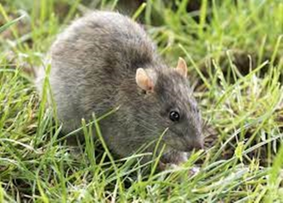 Ukrainian, Russian troops suffer from 'exceptional levels of rat infestation' | Ukrainian, Russian troops suffer from 'exceptional levels of rat infestation' Ukrainian, Russian troops suffer from 'exceptional levels of rat infestation' | Ukrainian, Russian troops suffer from 'exceptional levels of rat infestation'