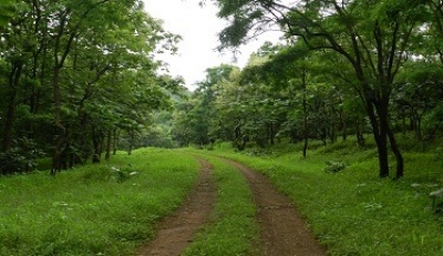 Increasing urban vegetation can save over 1.1 mn lives from heat-related deaths: Study | Increasing urban vegetation can save over 1.1 mn lives from heat-related deaths: Study Increasing urban vegetation can save over 1.1 mn lives from heat-related deaths: Study | Increasing urban vegetation can save over 1.1 mn lives from heat-related deaths: Study