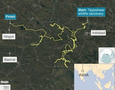 This big cat covered 2,000 km for a mate, netizens impressed | This big cat covered 2,000 km for a mate, netizens impressed This big cat covered 2,000 km for a mate, netizens impressed | This big cat covered 2,000 km for a mate, netizens impressed