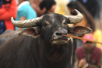 Ban on buffalo transport lifted in Goa, meat traders welcome decision | Ban on buffalo transport lifted in Goa, meat traders welcome decision