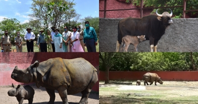 New-born rhino, gaur brighten World Environment Day in Hyd zoo | New-born rhino, gaur brighten World Environment Day in Hyd zoo