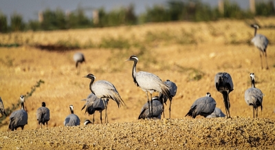 Demoiselle cranes: It takes an Indian village to protect 'young ladies' | Demoiselle cranes: It takes an Indian village to protect 'young ladies'