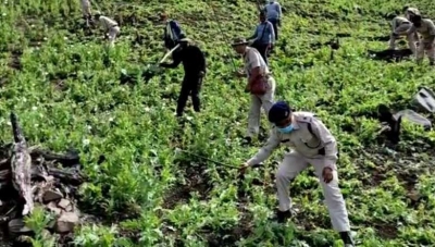 Manipur Police destroyed 4305 acres of illegal poppy cultivation in 2022-23 | Manipur Police destroyed 4305 acres of illegal poppy cultivation in 2022-23