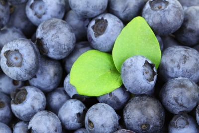 Import of US blueberries to India increases: USHBC | Import of US blueberries to India increases: USHBC