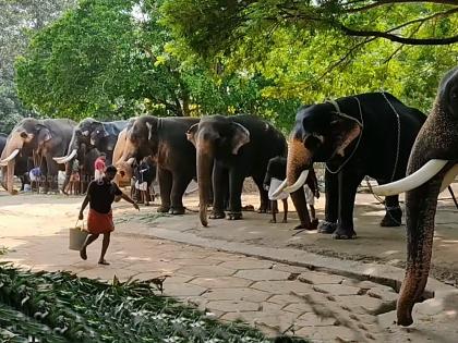 Forty-one Guruvayoor temple elephants on month-long rejuvenation from today | Forty-one Guruvayoor temple elephants on month-long rejuvenation from today