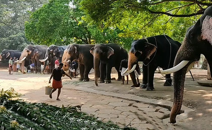 Following beating video, Kerala HC wants audit of elephant centre at Guruvayoor temple | Following beating video, Kerala HC wants audit of elephant centre at Guruvayoor temple