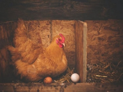 Mortality of cage-free egg-laying hens decline over time: Study | Mortality of cage-free egg-laying hens decline over time: Study