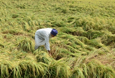 Unexpected heavy rain dims hopes of paddy farmers in Punjab, Haryana | Unexpected heavy rain dims hopes of paddy farmers in Punjab, Haryana