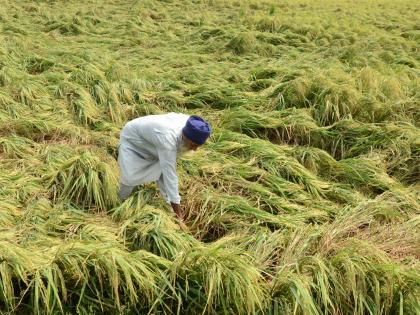 577.46 L quintals paddy, 40.84 L quintals bajra procured in Haryana | 577.46 L quintals paddy, 40.84 L quintals bajra procured in Haryana 577.46 L quintals paddy, 40.84 L quintals bajra procured in Haryana | 577.46 L quintals paddy, 40.84 L quintals bajra procured in Haryana
