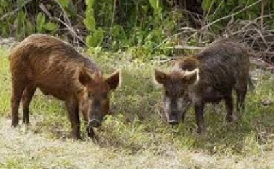TN farmers urge forest department to capture or kill wild boars that destroy crop | TN farmers urge forest department to capture or kill wild boars that destroy crop