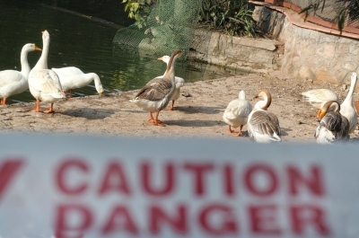 1st human death due to bird flu causes panic in G'gram village | 1st human death due to bird flu causes panic in G'gram village