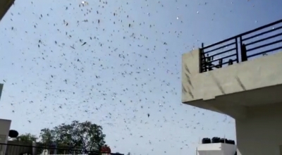 Locusts may have changed direction but Bihar on alert against attack | Locusts may have changed direction but Bihar on alert against attack