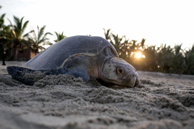 Deaths of Olive Ridley turtles leave conservationists in TN worried | Deaths of Olive Ridley turtles leave conservationists in TN worried