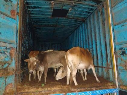 Assam: Truck with 29 cattle heads seized in Biswanath, three arrested | Assam: Truck with 29 cattle heads seized in Biswanath, three arrested