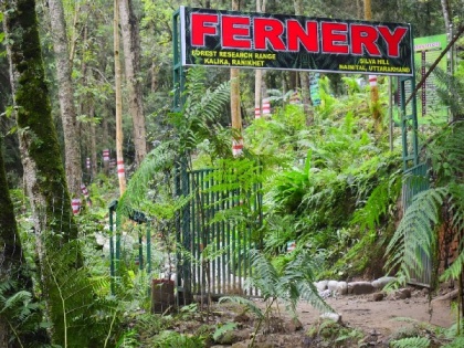 Open-air fernery with over 120 species of ferns inaugurated in Uttarakhand's Ranikhet | Open-air fernery with over 120 species of ferns inaugurated in Uttarakhand's Ranikhet