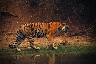 MP's tiger 'Pancham' will now roar in India's biggest zoo in Jamnagar | MP's tiger 'Pancham' will now roar in India's biggest zoo in Jamnagar