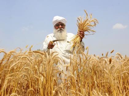 Cabinet approves up to 9% hike in MSP of wheat, other major Rabi crops | Cabinet approves up to 9% hike in MSP of wheat, other major Rabi crops Cabinet approves up to 9% hike in MSP of wheat, other major Rabi crops | Cabinet approves up to 9% hike in MSP of wheat, other major Rabi crops