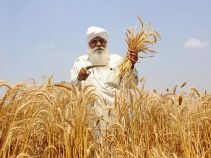 Sown area under wheat, oilseeds rises as pulses dip in current rabi season | Sown area under wheat, oilseeds rises as pulses dip in current rabi season Sown area under wheat, oilseeds rises as pulses dip in current rabi season | Sown area under wheat, oilseeds rises as pulses dip in current rabi season