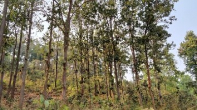 Indigenous communities of Jharkhand have long defended their native forests from exploitation | Indigenous communities of Jharkhand have long defended their native forests from exploitation